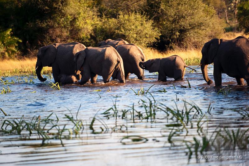 20090614_084244 D3 X1.jpg - Following large herds in Okavango Delta